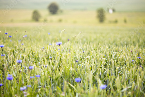 Spring wheat field with cornflowers  Czechia  Europe