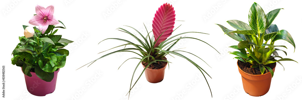 Collection of various tropical houseplants; Top view, Beautiful Garden Plants Collection of various tropical houseplants; Top view, Beautiful Garden Plants