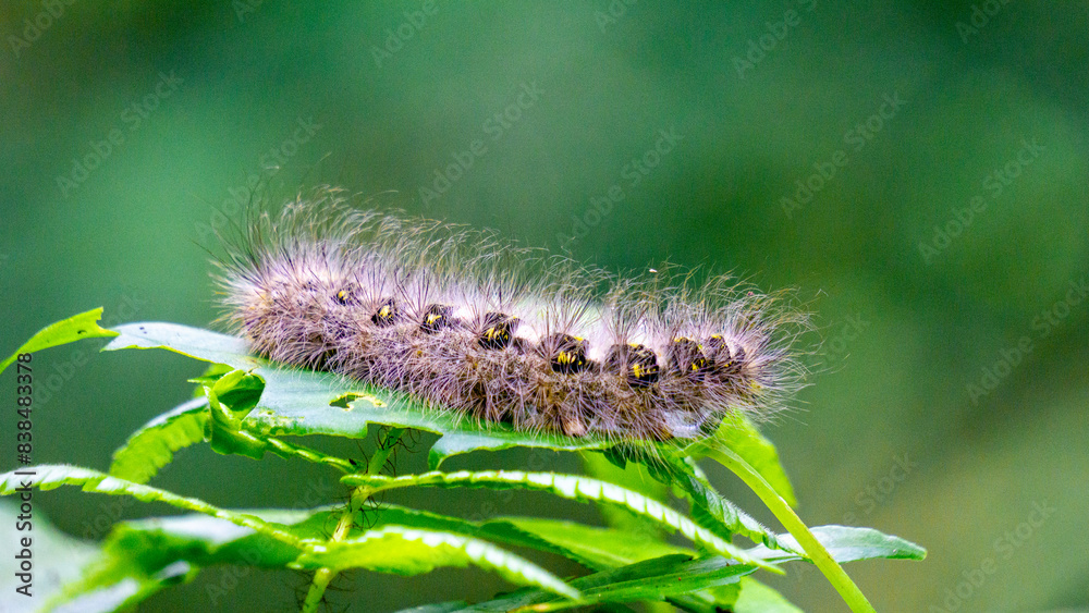 Close-up hairy caterpillars walk on leaves with a natural background Close-up hairy caterpillars walk on leaves with a natural background