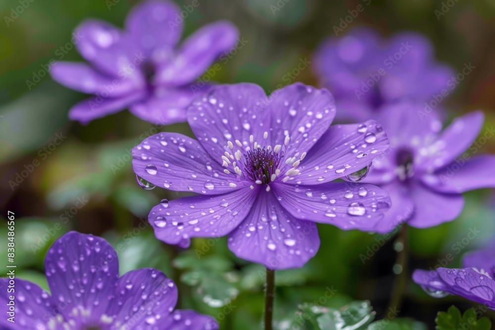 Purple flowers, wet with dew, garden Purple flowers, wet with dew, garden