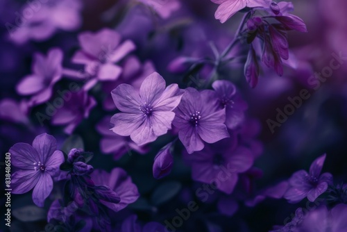 Field with blooming purple flowers amid green grass © Sandu