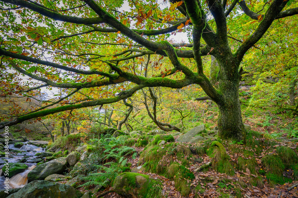 Beautiful Forest Scene with a Large Moss-Covered Tree in the Peak district England Beautiful Forest Scene with a Large Moss-Covered Tree in the Peak district England