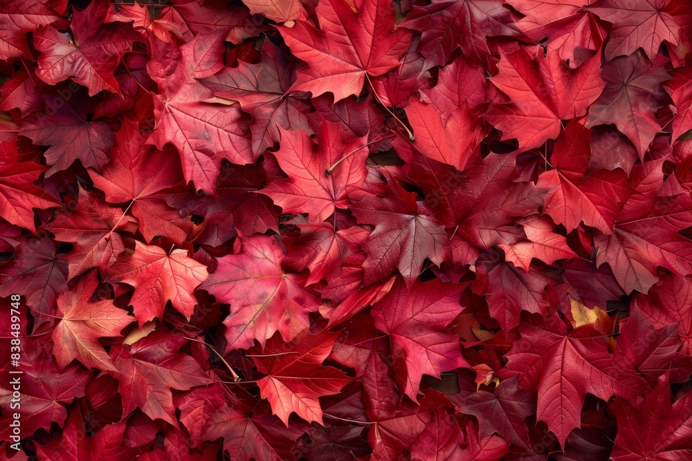 Wall of red leaves covered in red leaves Wall of red leaves covered in red leaves