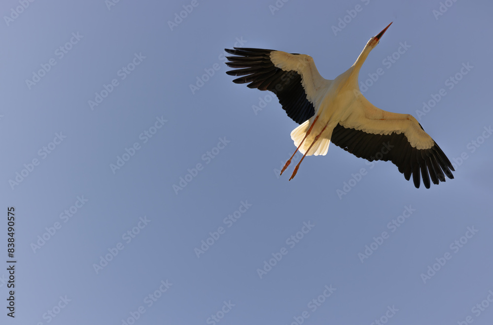Fototapeta premium Majestic Flight of a Stork Captured Against a Clear Blue Sky