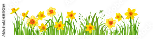 banner of daffodils isolated