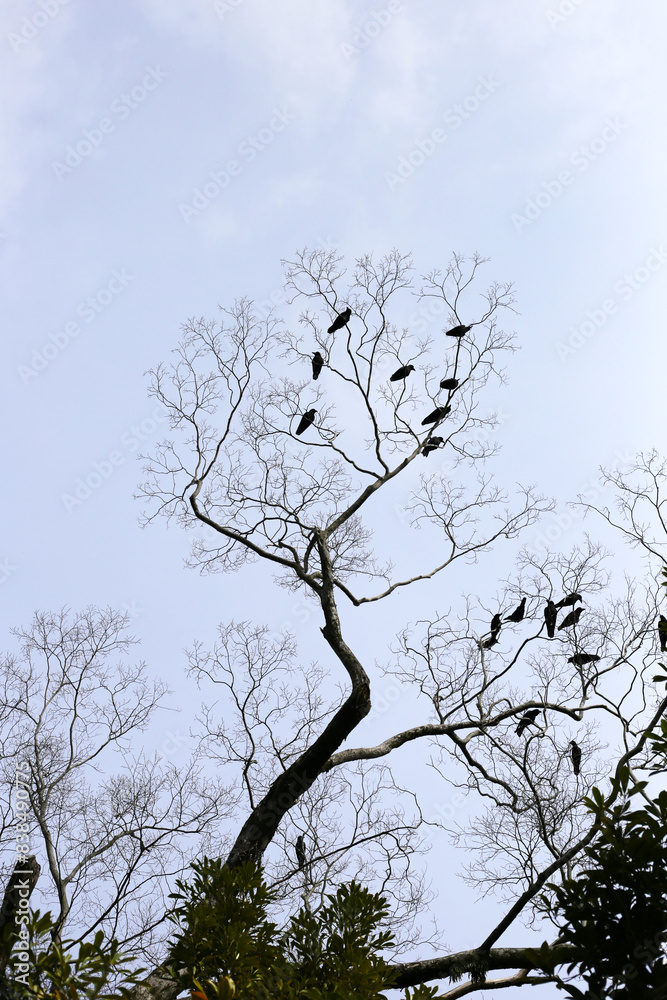 Obraz premium Japanese crows on tree in Yasaka shrine, Kyoto city, Japan