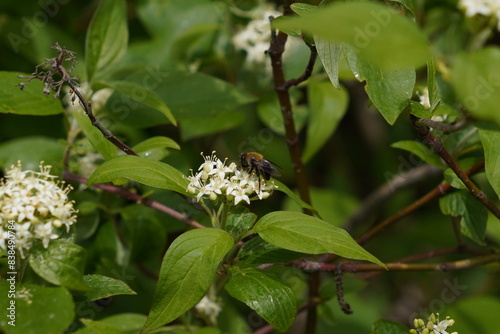 Tiny bee on a flower