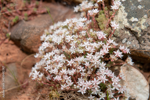 Bild auf Leinwand Close up of English stonecrop (sedum anglicum) flowers in bloom