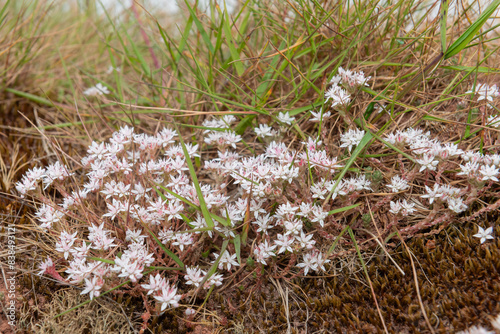 Close up of English stonecrop (sedum anglicum) flowers in bloom photo