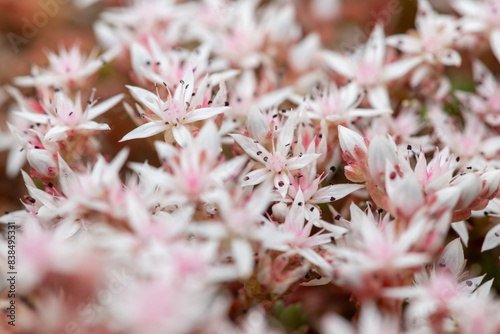 Close up of English stonecrop (sedum anglicum) flowers in bloom photo