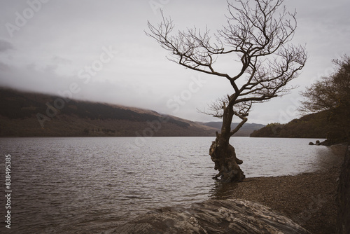 single oak tree in lake - firkin point photo