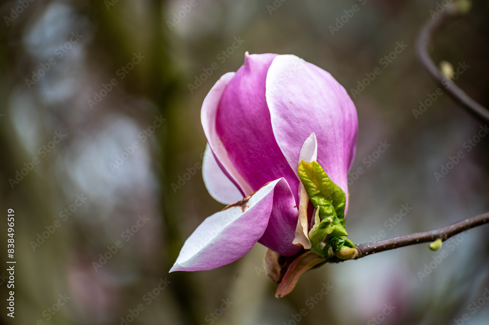 Blue sky and pink blossom of Magnolia stellata tree in spring Blue sky and pink blossom of Magnolia stellata tree in spring