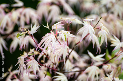 Botanical collection, young leaves of red japan shaina acer tree photo