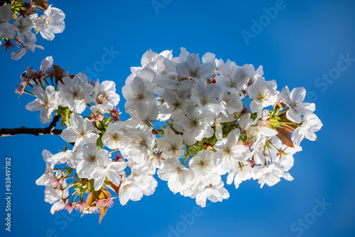 Spring blossom of sakura white cherry tree in orchard, floral  nature landscape with blue sky photo