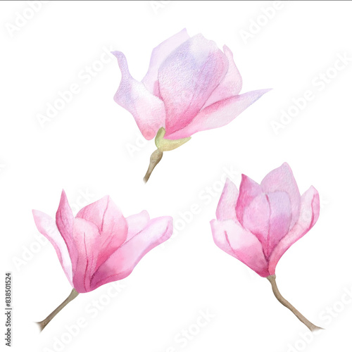 Watercolor magnolia buds Spring flower for design sticker pink decoration poster postcard Women s day 2025 Mother s day birthday wallpaper wrapping logo print Floral clipart Botanical Thrive Bloom