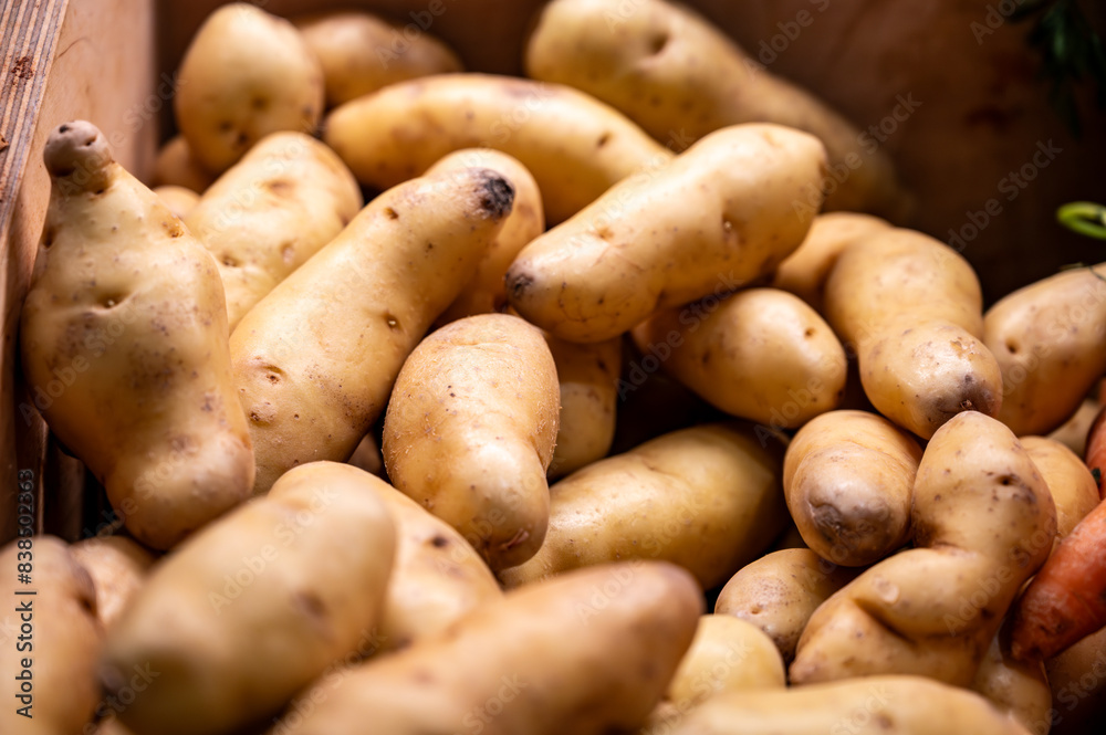 Ratte potato, La Ratte, La Reine Ratte du Touquet, or Asparges small potato with unique nutty flavor and smooth, buttery texture. Ratte potato, La Ratte, La Reine Ratte du Touquet, or Asparges small potato with unique nutty flavor and smooth, buttery texture.