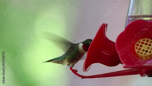 humming bird eating out of feeder 60fps