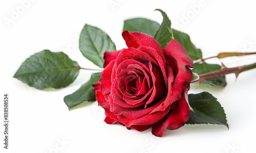 Vibrant Red Rose with Dew on White Background  Symbolizing Love and Romance  Perfect for Valentine s Day and Weddings  Close-Up Shot