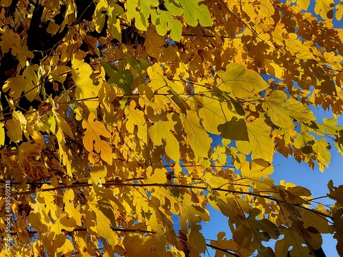 Mulberry white, rich yellow foliage in autumn