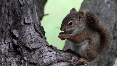 baby squirrel eating sunflower seed