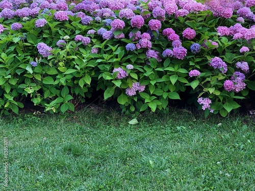 Hortensia, a shot of a pink and purple flowering shrub in flowerbed. Popular garden plant botany named the hydrangea. photo