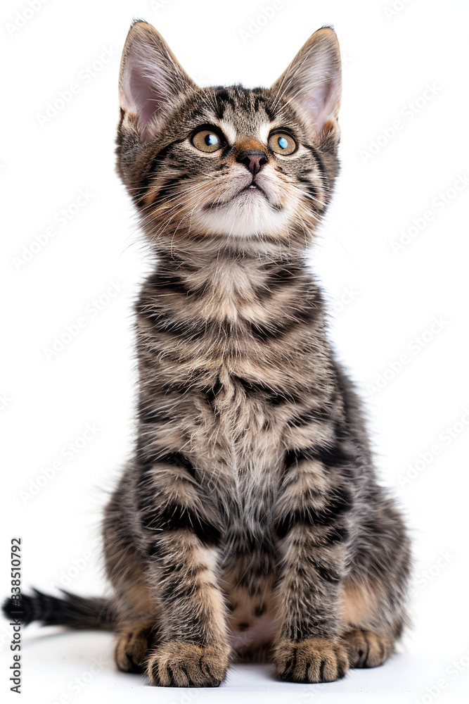 Cute American Shorthair Tabby Cat cute pose sitting raising one hand paw isolated on white background Cute American Shorthair Tabby Cat cute pose sitting raising one hand paw isolated on white background