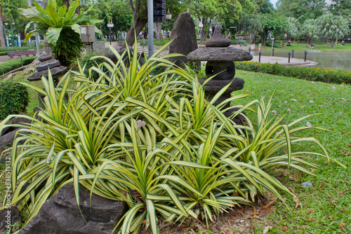 Close up group of Pandanus Sanderi plants in garden decoration, with selective focus photo