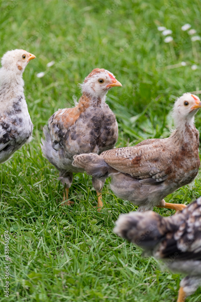 Fototapeta premium Group of little chicks on green grass outdoors. Cute newborn animals. Natural environment.