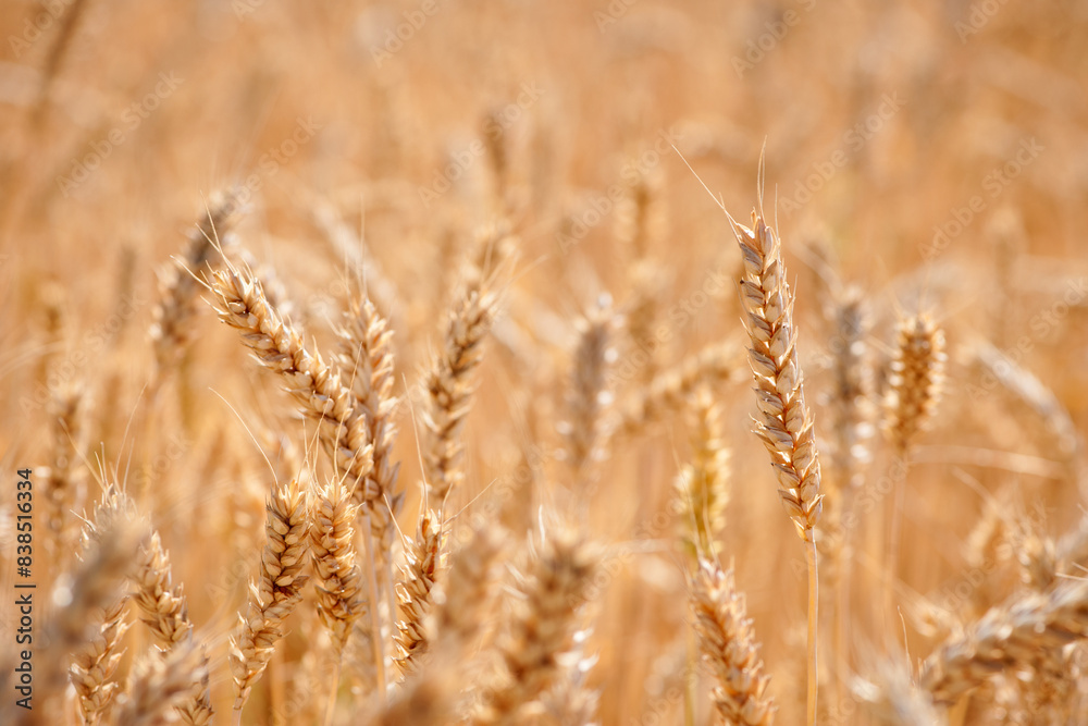 golden spikelets of wheat in the field close up. Ripe large golden ears of wheat against the yellow background of the field. Close-up, nature. The idea of a rich summer harvest, farming golden spikelets of wheat in the field close up. Ripe large golden ears of wheat against the yellow background of the field. Close-up, nature. The idea of a rich summer harvest, farming