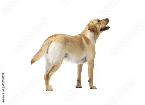 Portrait of Labrador Retriever standing on white background © stokkete