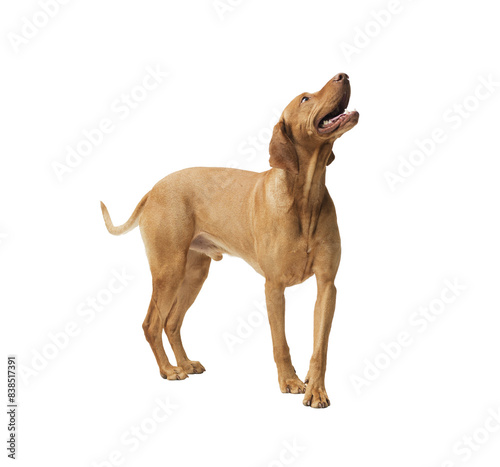 Dog hungarian Vizsla isolated on white background