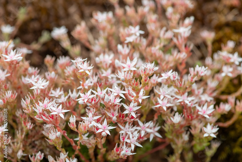 Close up of English stonecrop (sedum anglicum) flowers in bloom photo