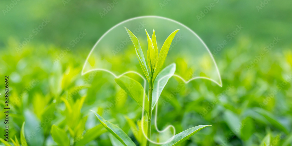 Fresh green plant shoot with an umbrella icon superimposed over it, symbolizing environmental protection, growth, and sustainability. Eco-friendly practices and natural preservation. Fresh green plant shoot with an umbrella icon superimposed over it, symbolizing environmental protection, growth, and sustainability. Eco-friendly practices and natural preservation.