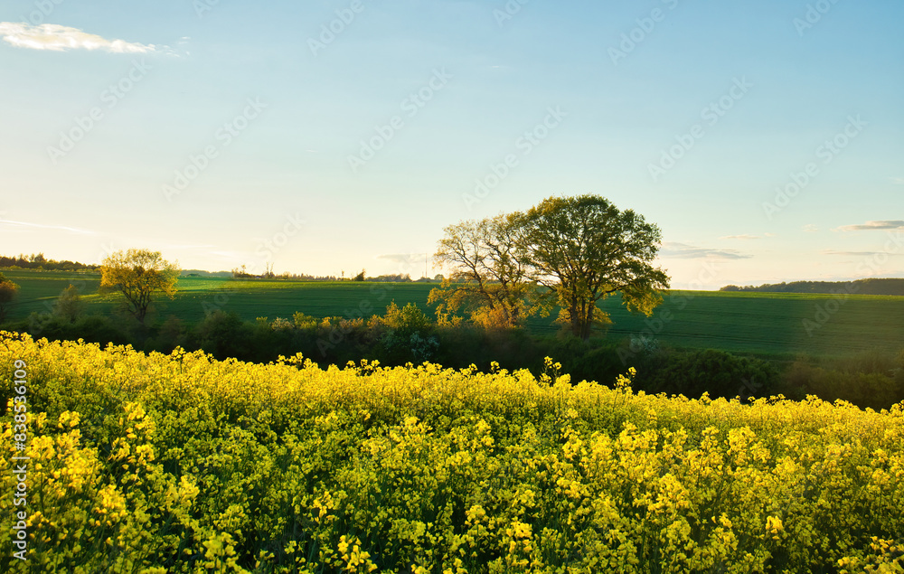 Obraz premium Sun shining trees and and rapeseed flowers in a field near Lohnsfeld, Germany on a spring evening.