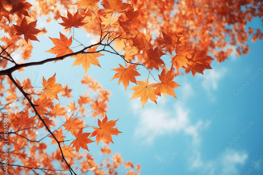Maple Tree Branches with Autumn Leaves Against Blue Sky Maple Tree Branches with Autumn Leaves Against Blue Sky