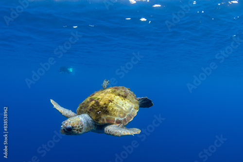 Loggerhead sea turtle is looking for food on the open ocean. Turtle near the ocean surface. Curious sea turtle in Atlantic ocean. 
