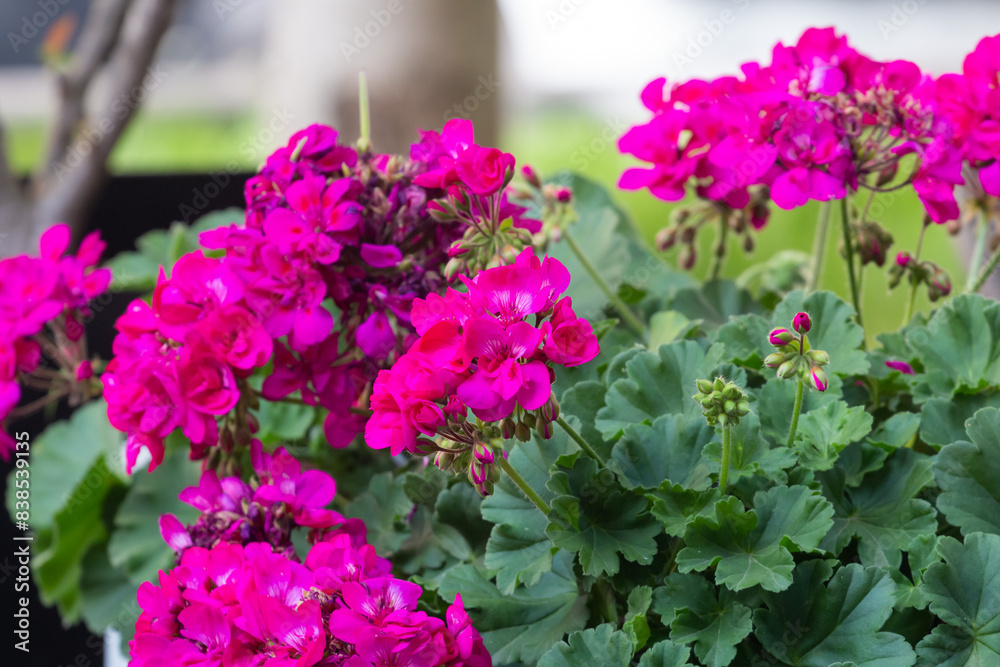 Obraz premium Geranium flowers in Belgrade, Serbia