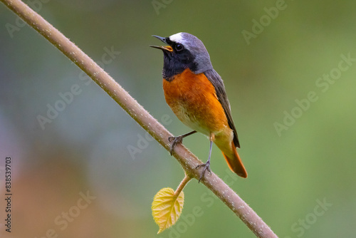 The common redstart (Phoenicurus phoenicurus) or often simply redstart, is a small passerine bird in the genus Phoenicurus.