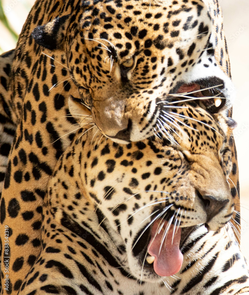 Picturesque scene of two jaguars playing in closeup