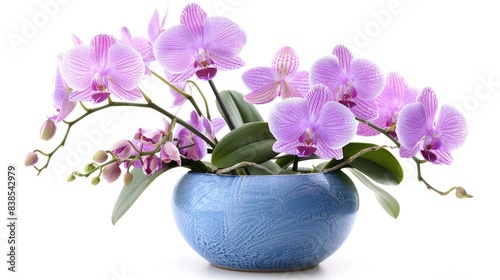 Orchids Isolated. Beautiful Pink Orchid Flowers in Pot on White Background