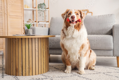 Adorable Australian Shepherd dog with pet toy sitting at home