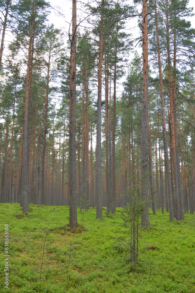 Fototapeta premium Pine forest at summer day.