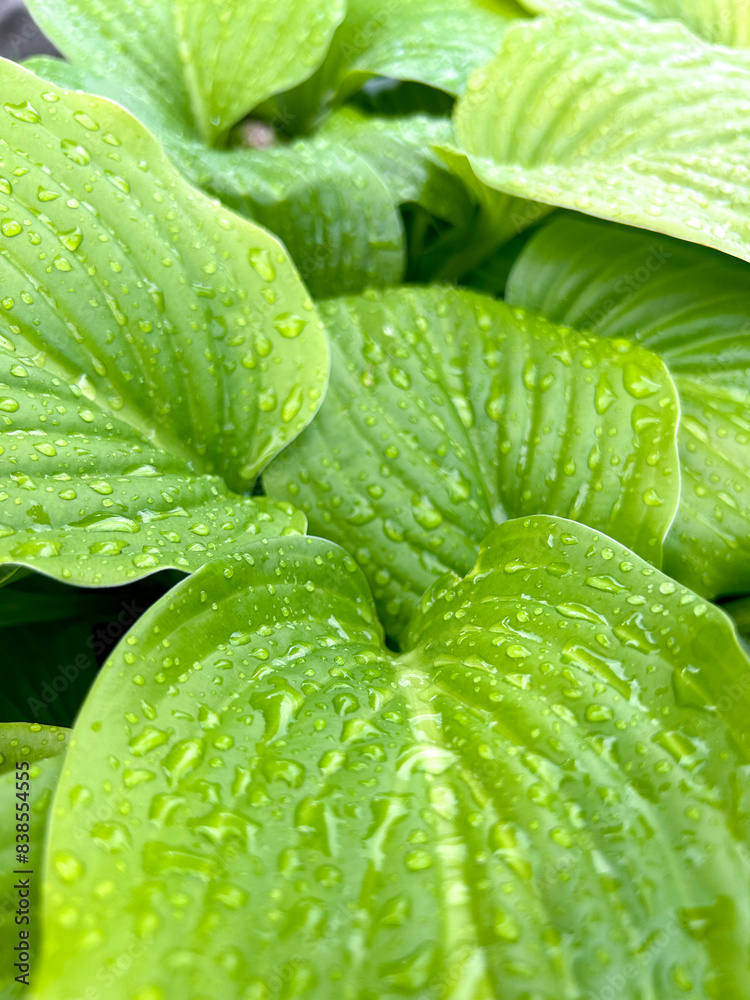Obraz premium Fresh green leaves of host plant after rain with water drops. Botanical leaf nature background. Poster, postcard. Copy space