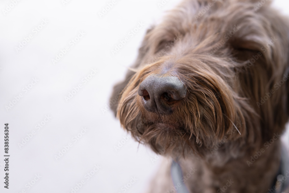 Close-up of brown doodle dog nose, selective focus, empty left for copy space