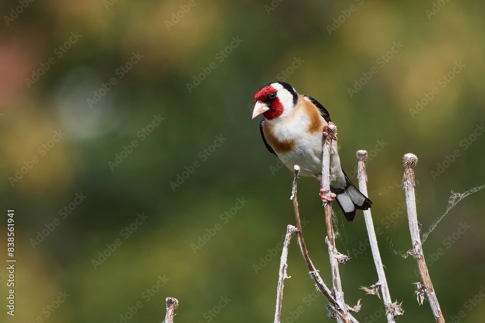 European goldfinch bird sitting on a branch (Carduelis carduelis) European goldfinch bird sitting on a branch (Carduelis carduelis)
