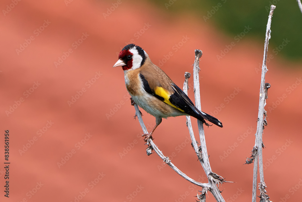 European goldfinch sitting on a branch (Carduelis carduelis) European goldfinch sitting on a branch (Carduelis carduelis)