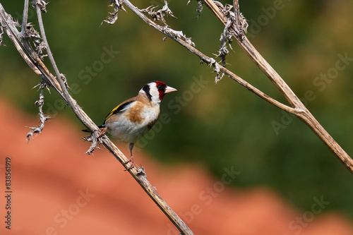 European goldfinch bird sitting on a branch (Carduelis carduelis)