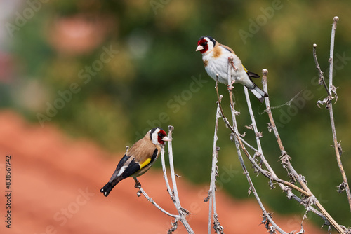 Two European goldfinch birds sitting on a branch (Carduelis carduelis)