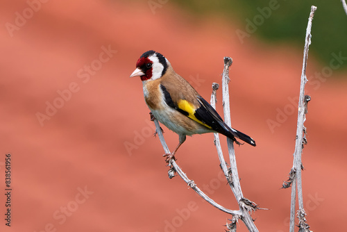European goldfinch sitting on a branch (Carduelis carduelis)