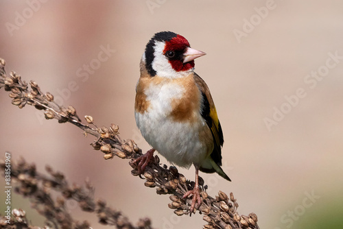 European goldfinch bird sitting on a branch (Carduelis carduelis)